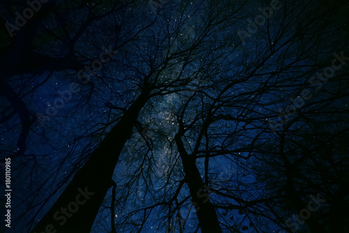 Magic starry fairy night. Black silhouettes of trees against the background of sparkling stars and the milky way. artistic photo. 