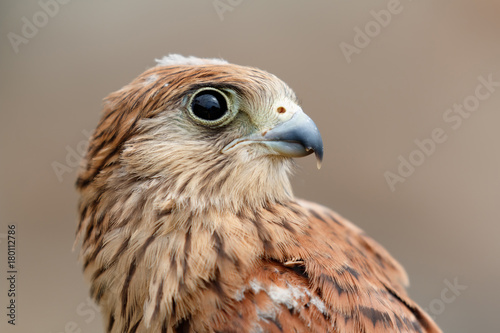 Portrait of a young kestrel