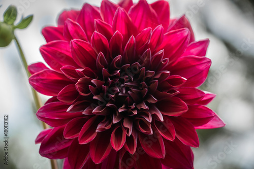 Fototapeta Naklejka Na Ścianę i Meble -  purple violet dahlia flower in garden - closeup with detail, blurred background