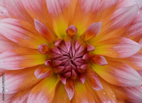 Close up of beautiful Dahlia flower in sunlight