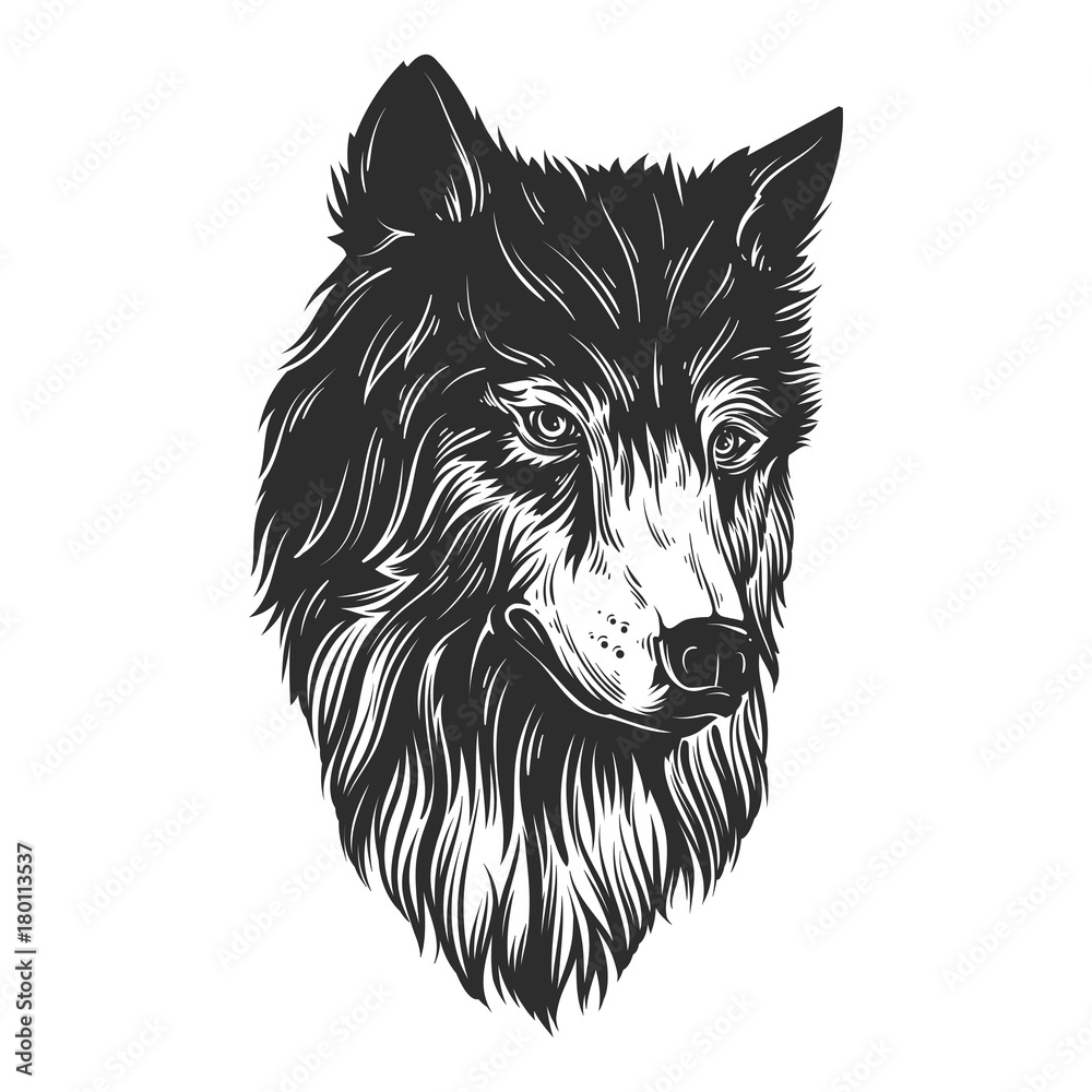 Fototapeta premium Head wolf hand draw