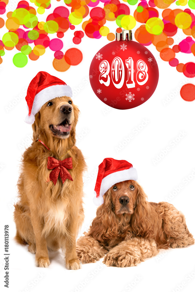furry dog gold retriever spaniel cap santa claus red new year looking up white background isolate