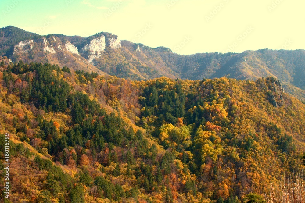 Frakto forest in north east of rhodope mountain