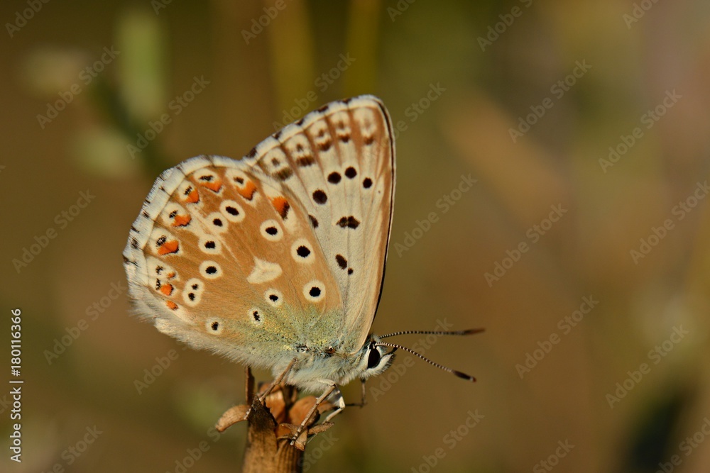 Obraz premium KELEBEK