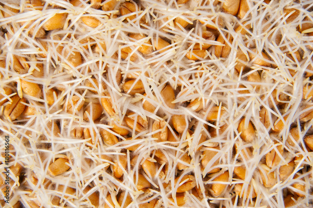 malt brewing raw materials