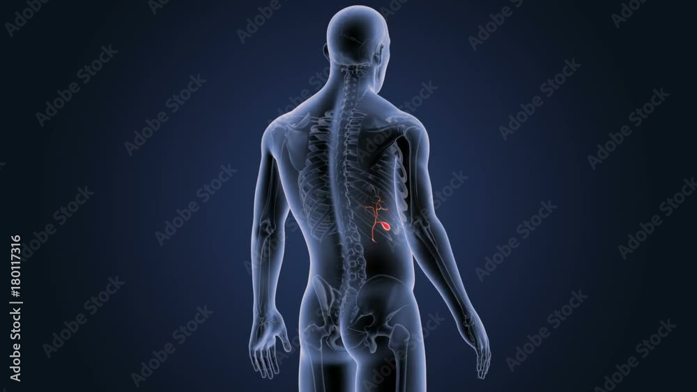 Gallbladder with Skeleton Body Gallbladder with Skeleton Body