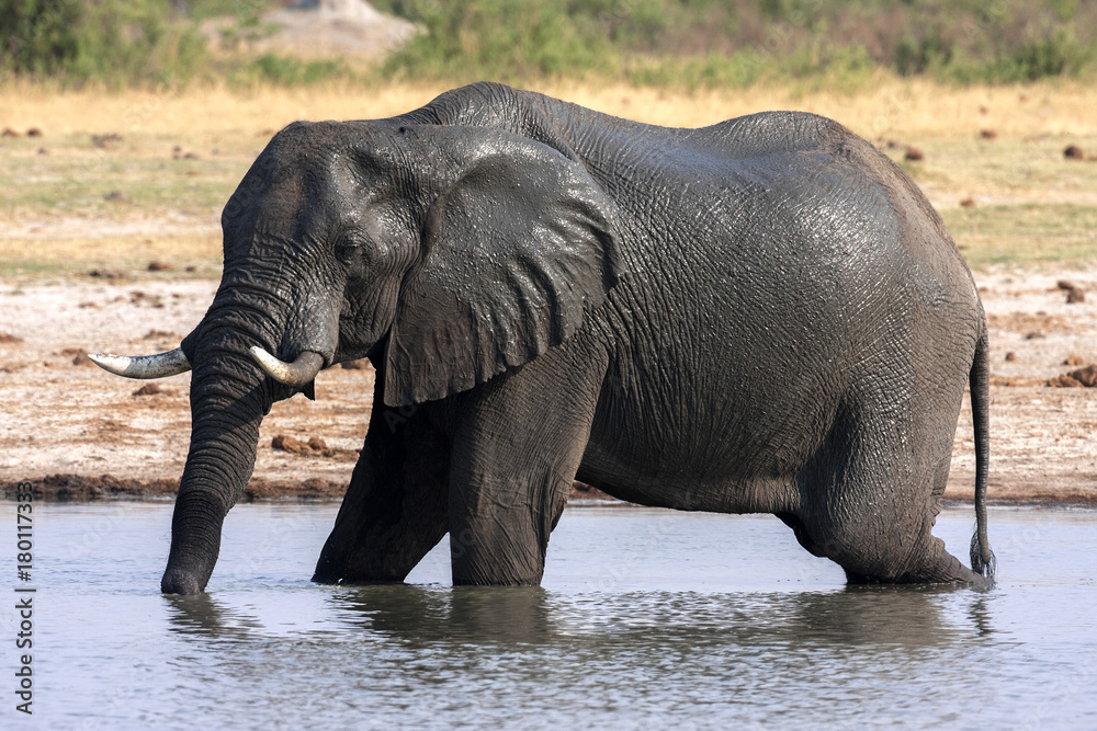 African elephant, Loxodonta africana, at waterhole, Hwange National Park, Zimbabwe