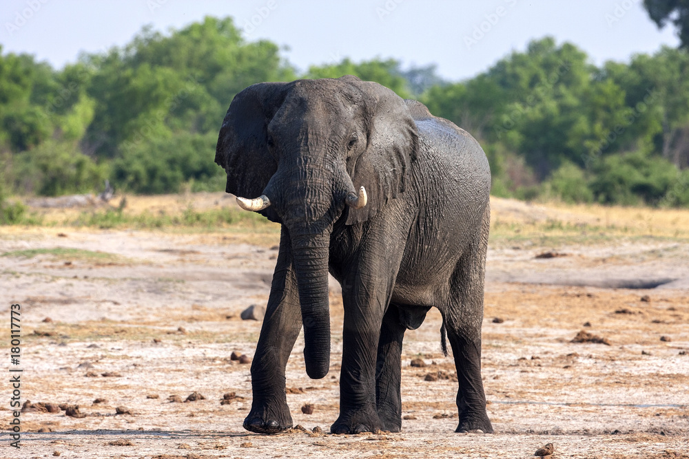 Obraz premium African elephant, Loxodonta africana, at waterhole, Hwange National Park, Zimbabwe