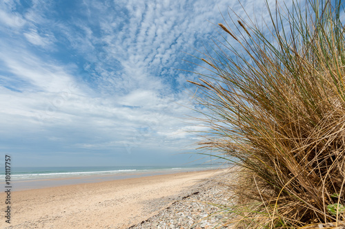 Fototapeta Naklejka Na Ścianę i Meble -  Beach grass on a beach in Normandy France in summer