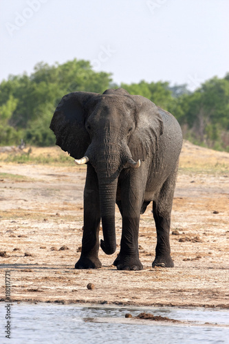 African elephant  Loxodonta africana  at waterhole  Hwange National Park  Zimbabwe