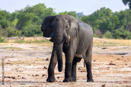 African elephant  Loxodonta africana  at waterhole  Hwange National Park  Zimbabwe