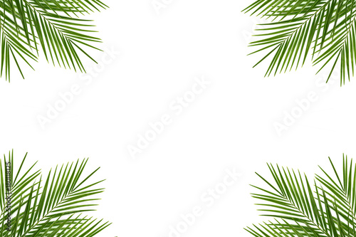 Tropical palm leaf on a white background 