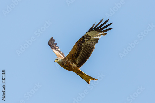 close view flying red kite  milvus milvus  raptor bird  wings  blue sky
