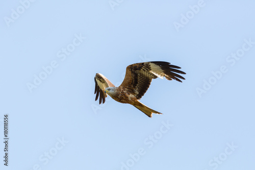 detailed view flying red kite (milvus milvus) raptor bird blue sky photo