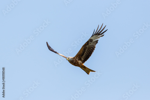 detailed portrait flying red kite  milvus milvus  raptor bird blue sky  spread wings