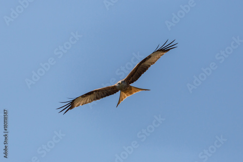 front view flying red kite  milvus milvus  raptor bird spread wings