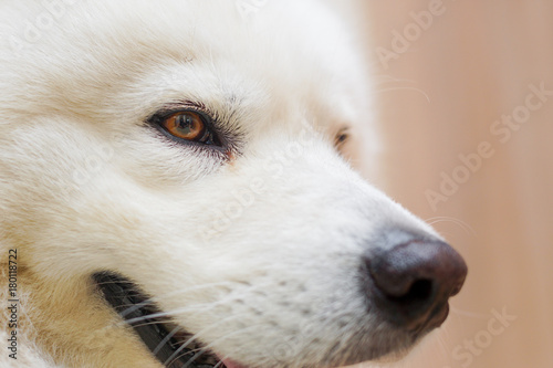 Siberian Samoyed in house