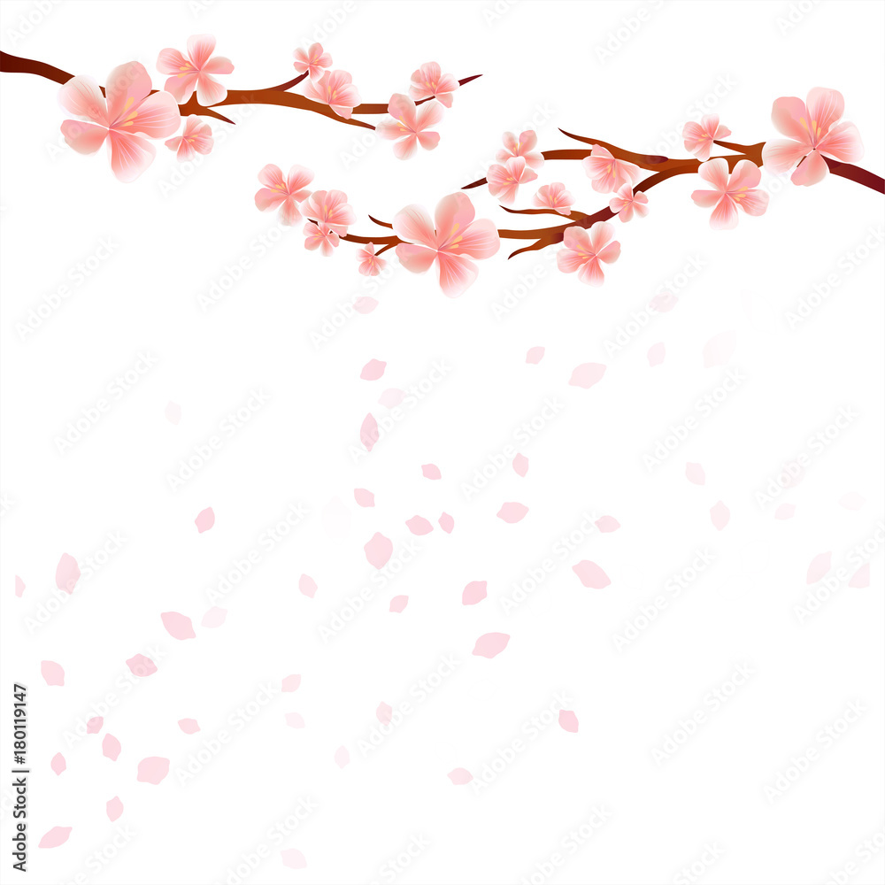 Branches of Sakura with Pink flowers and flying petals isolated on White background. Apple-tree flowers. Cherry blossom. Vector Branches of Sakura with Pink flowers and flying petals isolated on White background. Apple-tree flowers. Cherry blossom. Vector