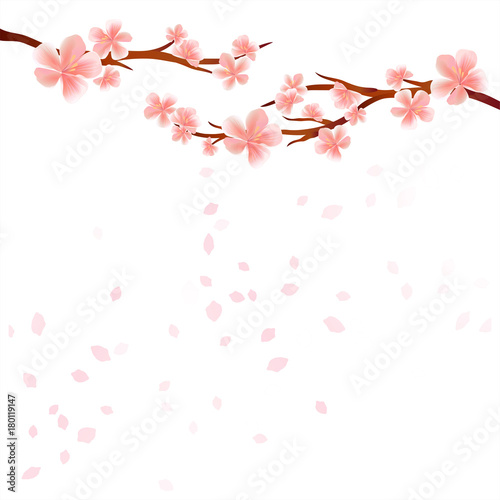 Branches of Sakura with Pink flowers and flying petals isolated on White background. Apple-tree flowers. Cherry blossom. Vector