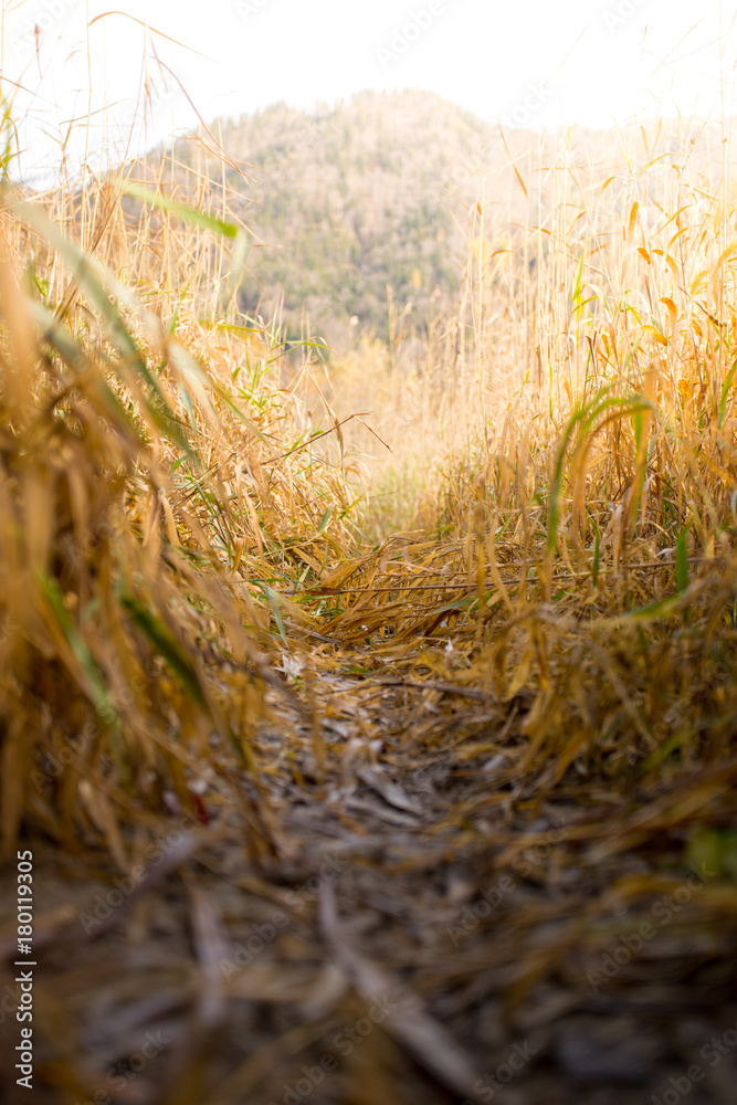 Fototapeta premium Pfad zwischen Grashalmen im Herbst, Froschperspektive