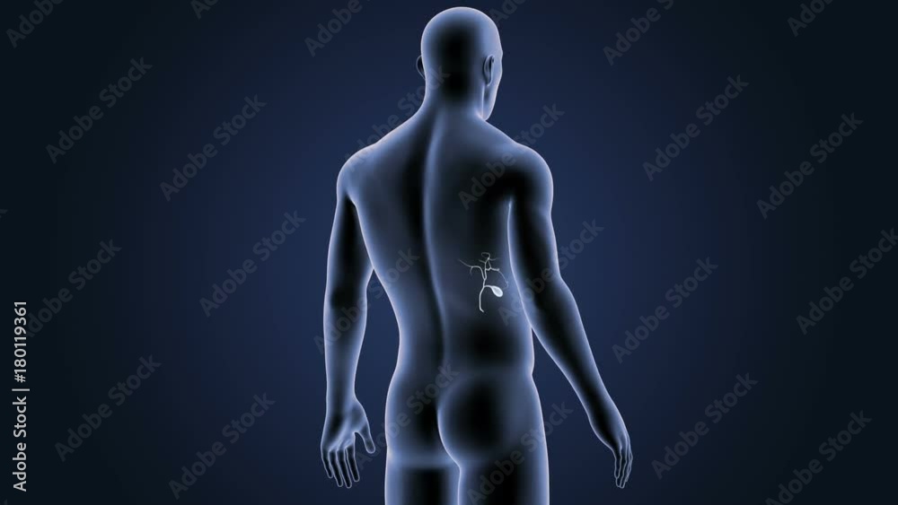 Gallbladder with Body Gallbladder with Body