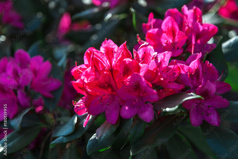 Red rhododendron flowers on green bush Red rhododendron flowers on green bush