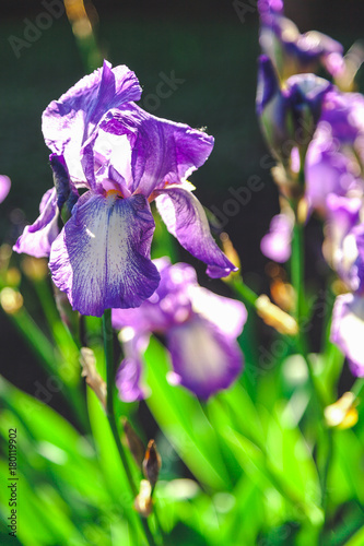 Fototapeta Naklejka Na Ścianę i Meble -  beautiful lilac flower iris closeup