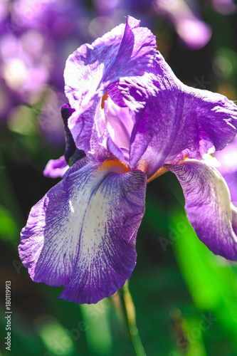 Fototapeta Naklejka Na Ścianę i Meble -  beautiful lilac flower iris closeup