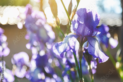 Fototapeta Naklejka Na Ścianę i Meble -  beautiful lilac flower iris closeup