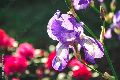 Fototapeta Naklejka Na Ścianę i Meble -  beautiful lilac flower iris closeup