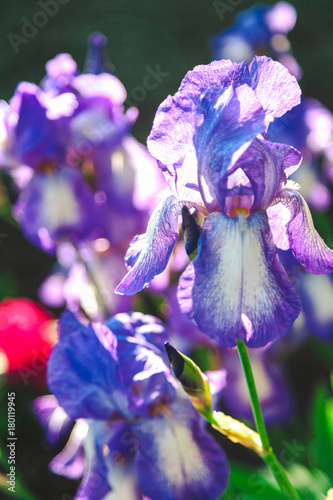 Fototapeta Naklejka Na Ścianę i Meble -  beautiful lilac flower iris closeup