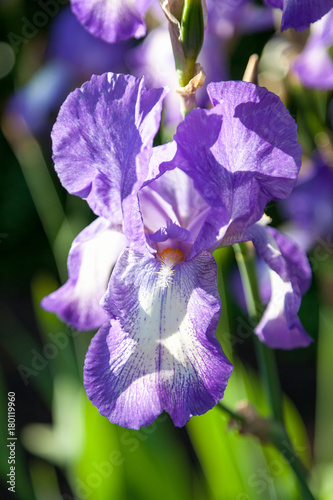 Fototapeta Naklejka Na Ścianę i Meble -  beautiful lilac flower iris closeup