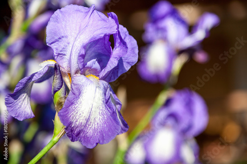 Fototapeta Naklejka Na Ścianę i Meble -  beautiful lilac flower iris closeup