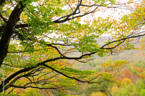 The natural park of Urederra autumnal, Spain