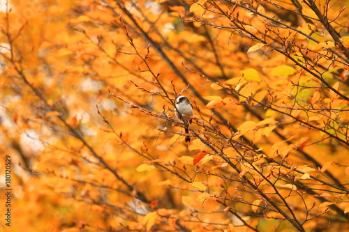 Bird on tree in autumn