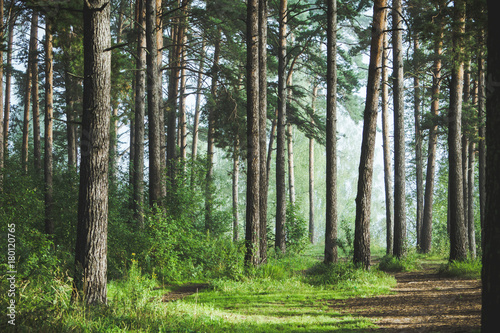 Fototapeta Naklejka Na Ścianę i Meble -  Beautiful summer forest with different trees