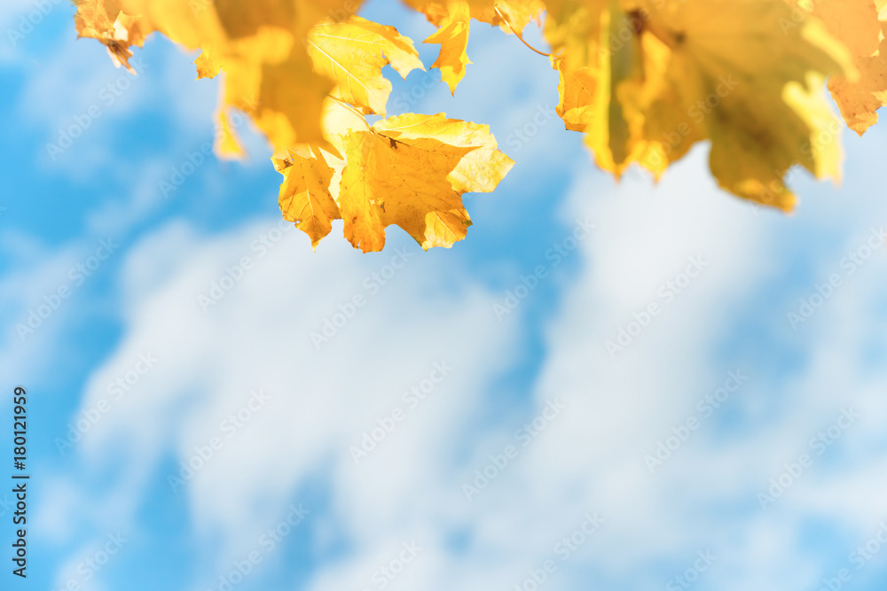 Yellow autumn leaves with blue sky and white clouds on background Yellow autumn leaves with blue sky and white clouds on background