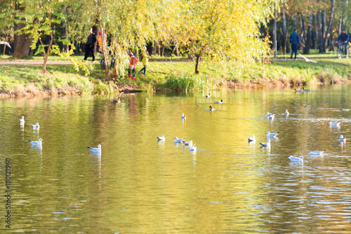 Birds on a lake in city park