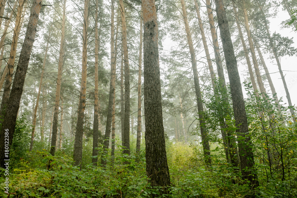 Beautiful summer forest with different trees. Toned image. Beautiful summer forest with different trees. Toned image.