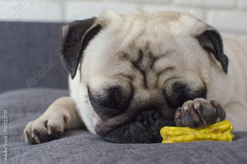 Dog breed pug sleeping on the sofa and guarding bone