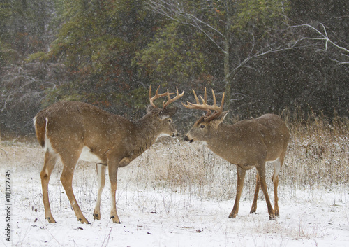 Two white-tailed deer bucks fighting each other on a snowy day in Ottawa, Canada