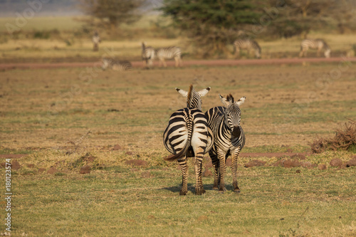 Wilde Zebras (Equus quagga) (Steppenzebras) - Tansania - Afrika