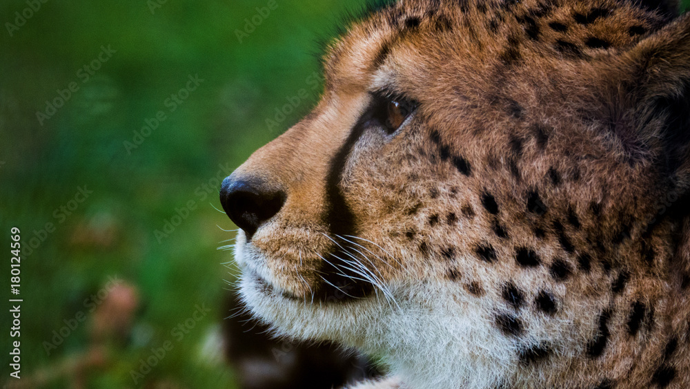 gepard portrait