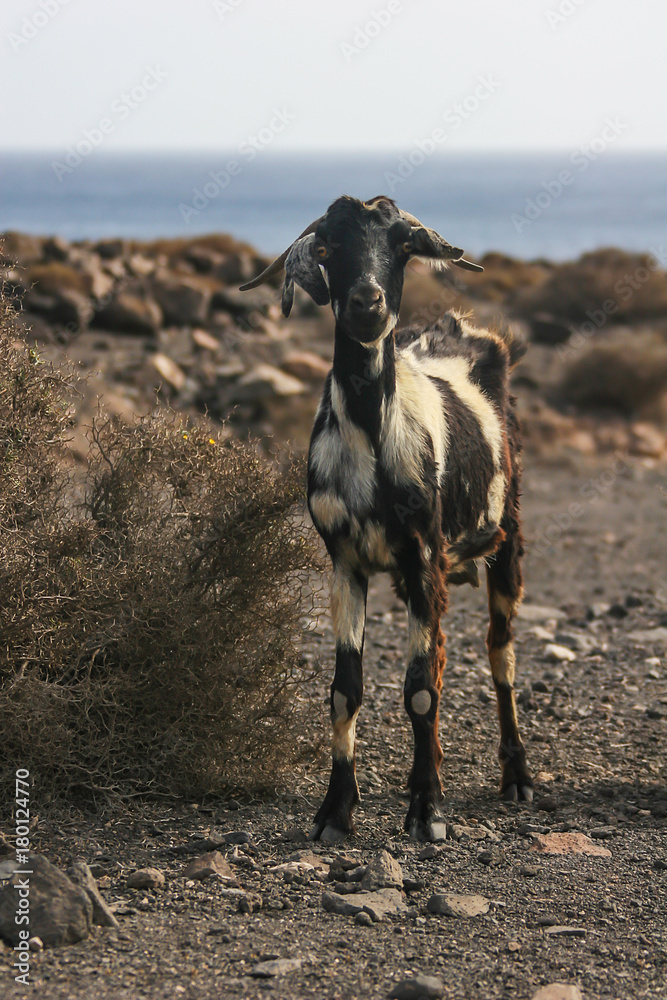 Local wild goat on the Fuerteventura seacoast, Canary Islands, Spain