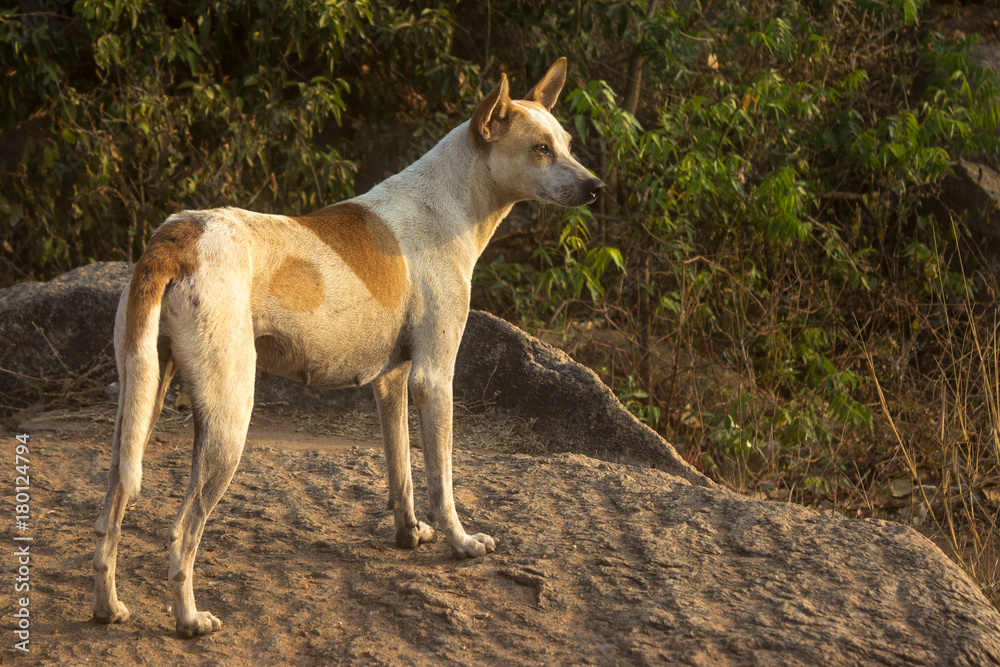 Indian Street Dog