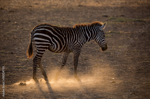 Wilde Zebras  Equus quagga   Steppenzebras  - Tansania - Afrika