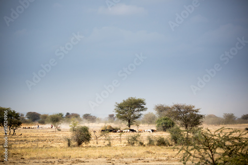 Masai ziehen mit ihrer Herde durch die Savanne - Tansania