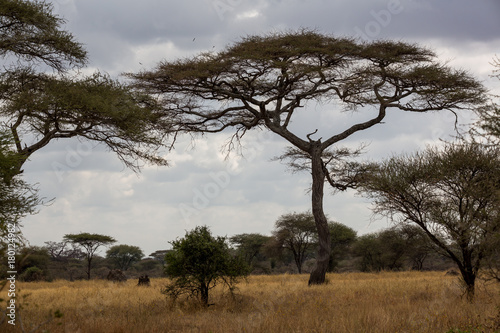 Tansania - Nationalpark