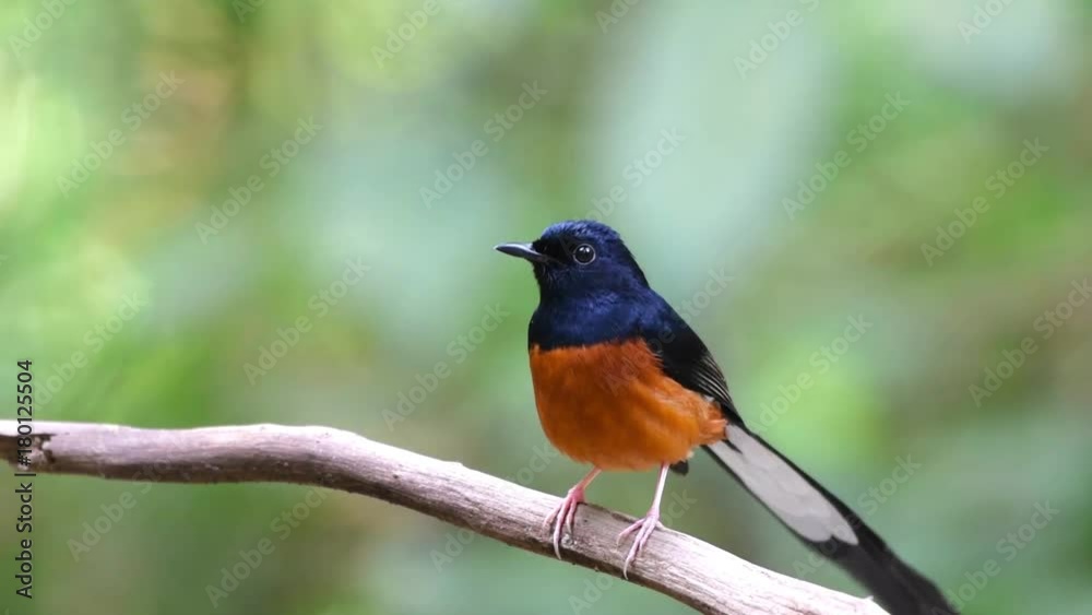 The White-rumped Shama (Copsychus malabaricus) on a branch.Thailand The White-rumped Shama (Copsychus malabaricus) on a branch.Thailand