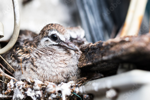 The young geopelia striata sit on nest, Geopelia striata, Bird photo